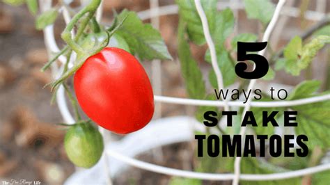The 5 Best Ways to Stake Tomatoes .